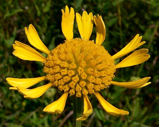 {Balduina uniflora}